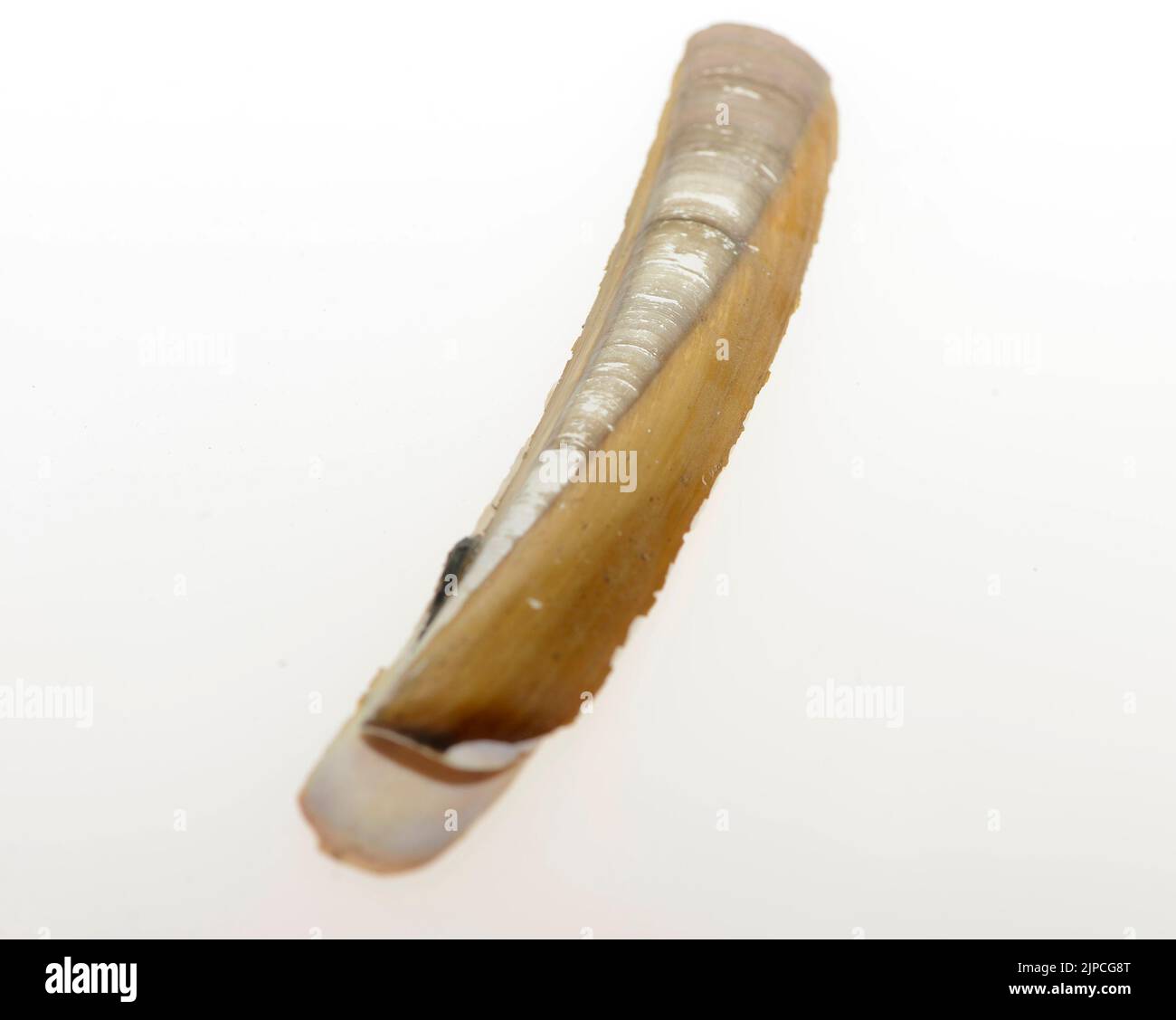 SheThe gastropods, commonly known as snails and slugs, belong to a large taxonomic class of