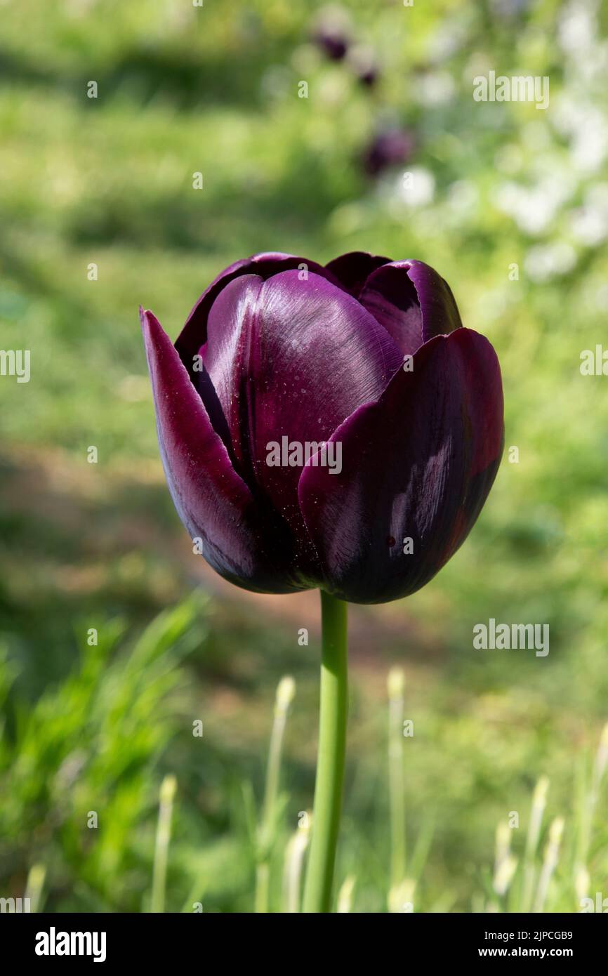 Garden with Paul Scherer Tulip Tulips Tulipa flower flowers flowering in a garden border borders Spring springtime UK Stock Photo