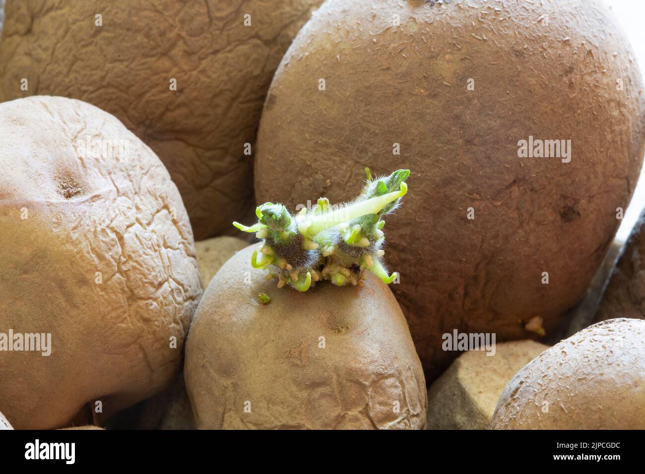 'Orla' seed potatoes chitting Stock Photo