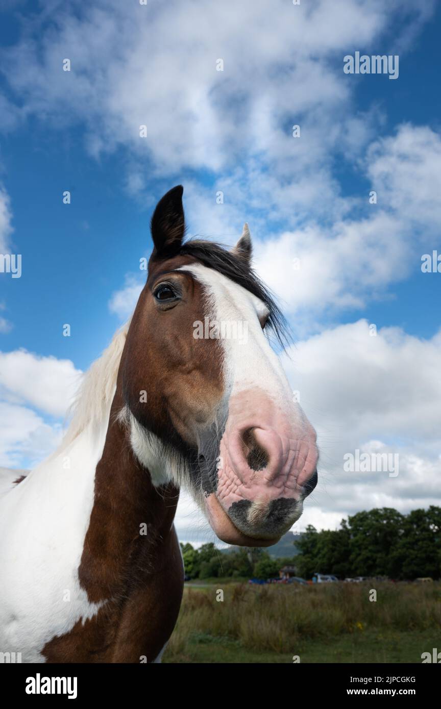 wild horse Stock Photo