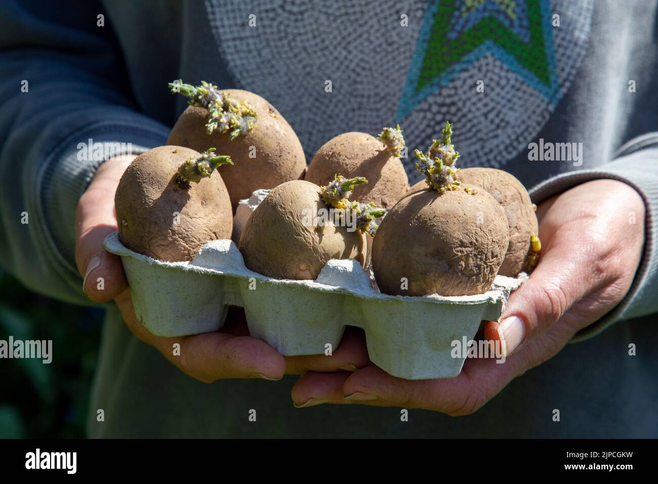 Woman hands holding organic Maris Piper seed potatoes potato chitting in cardboard egg box at an allotment UK Stock Photo