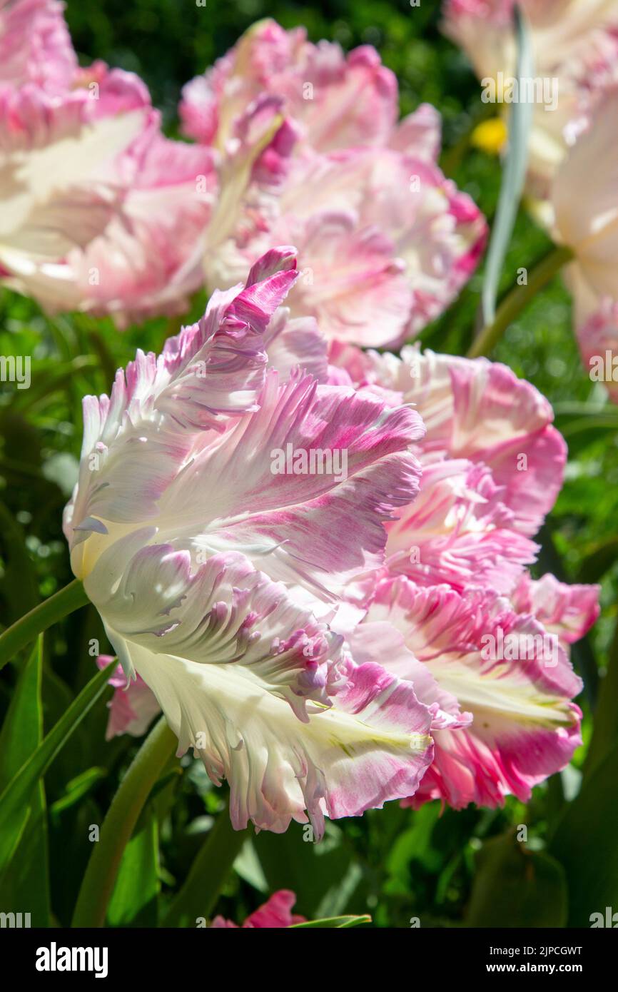 Garden with Tulips var. Weber's Parrot - tulip tulipa flowering with stamen in a flower border in April May Spring springtime UK - Parrot tulips Stock Photo