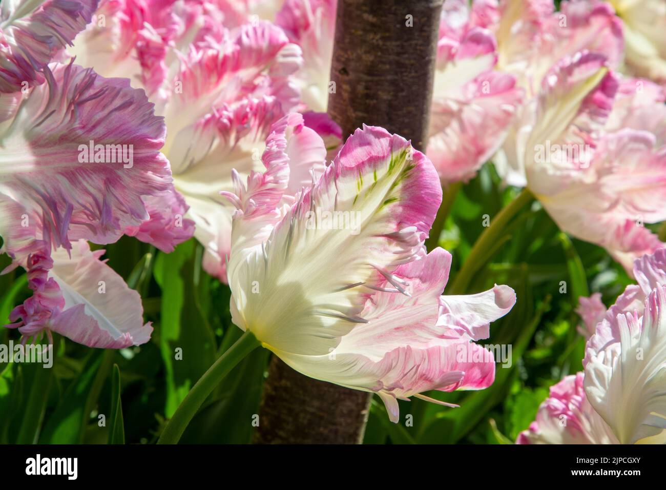 Garden with Tulips var. Weber's Parrot - tulip tulipa flowering with stamen in a flower border in April May Spring springtime UK - Parrot tulips Stock Photo