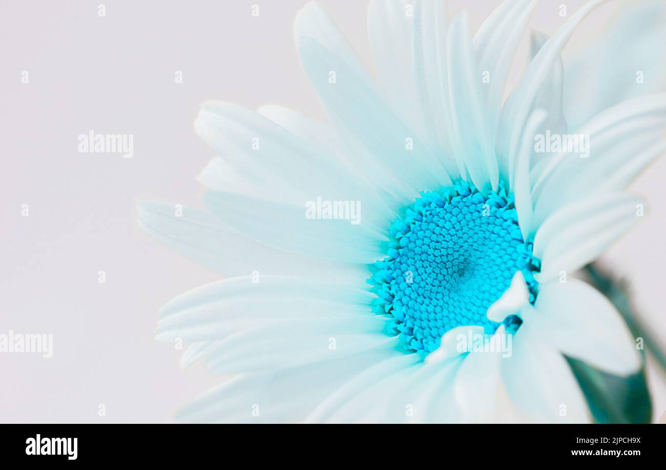 White flower with blue center close up, natural background Stock Photo