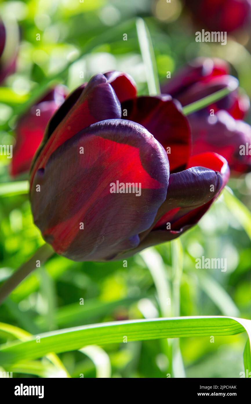 Garden with var. Continental Tulip Tulips Tulipa flower flowers flowering in a garden border borders Spring springtime April May UK Stock Photo