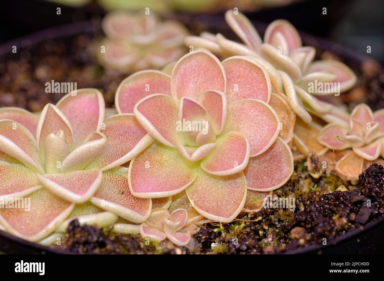 Pinguicula ehlersiae rosettes Stock Photo