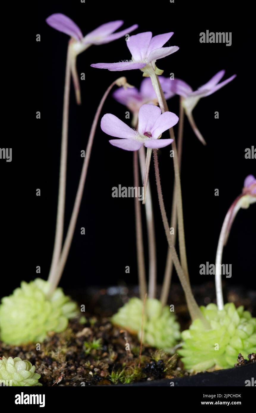 Flowering Pinguicula ehlersiae Stock Photo