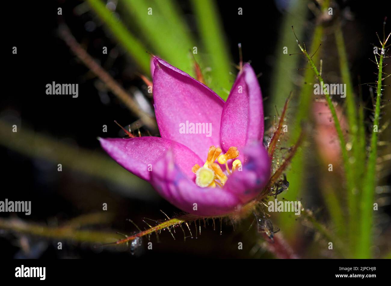 Roridula flower Stock Photo
