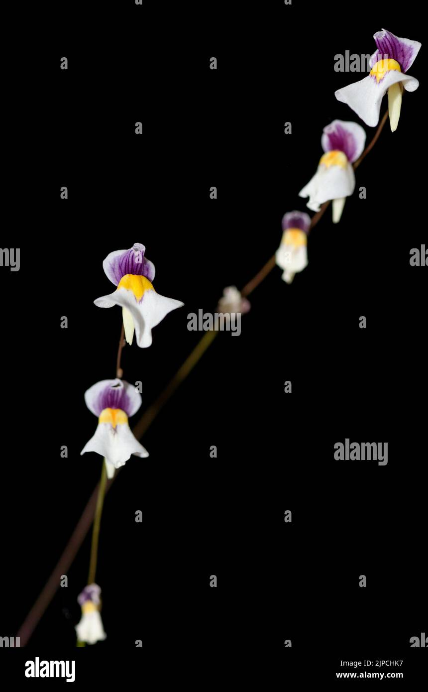 Utricularia blanchetti (white flower) Stock Photo