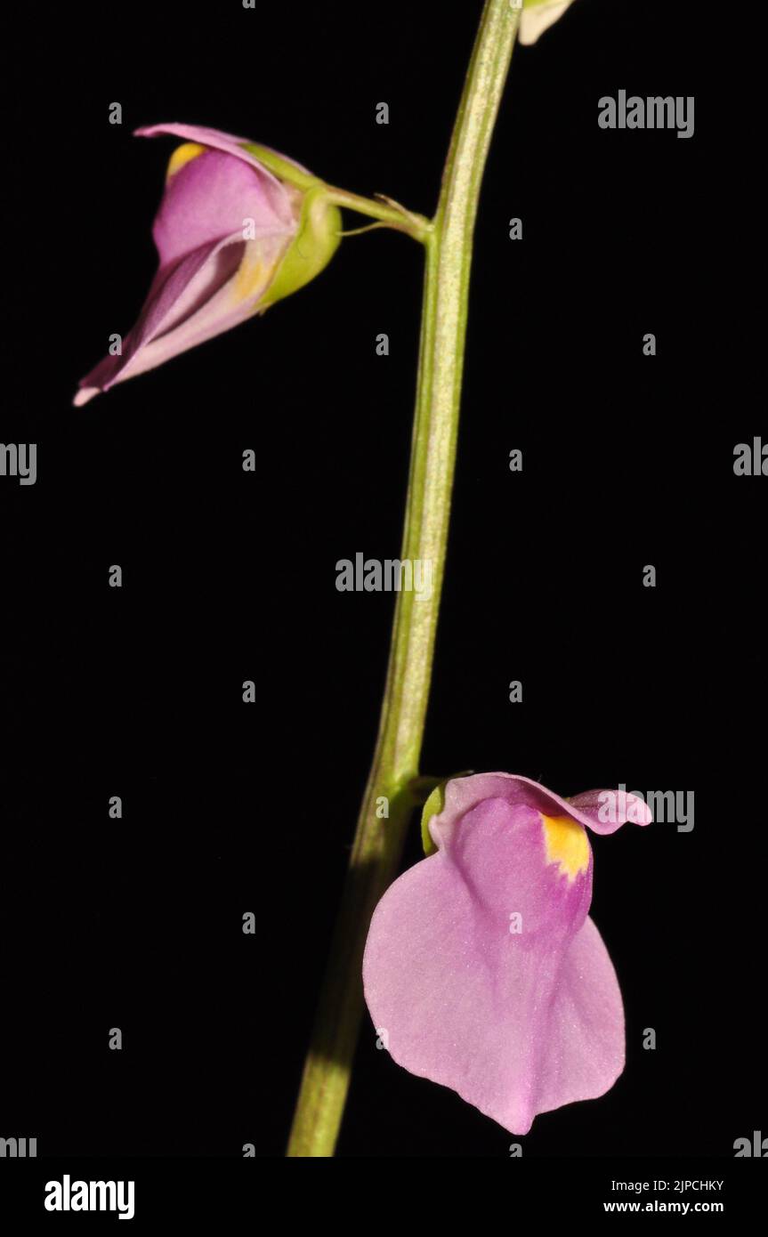 Utricularia calycifida Stock Photo