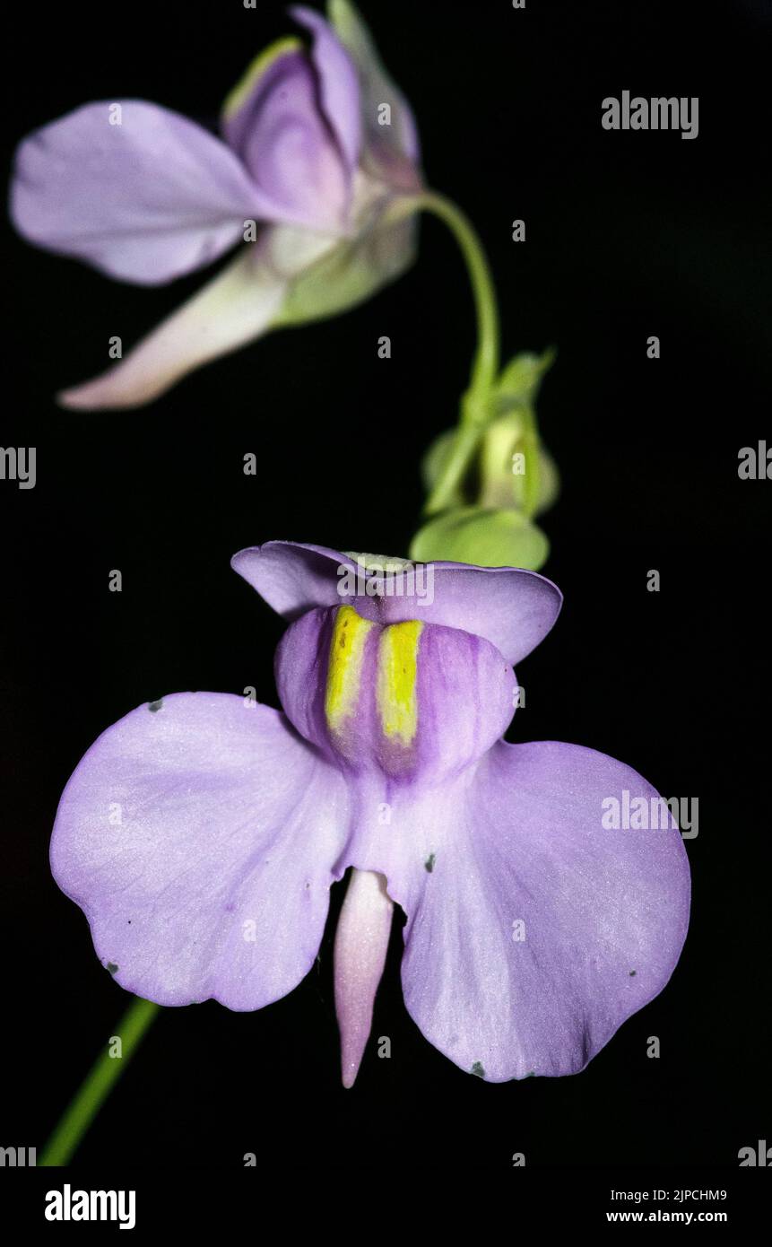 Utricularia nelumbifolia Stock Photo