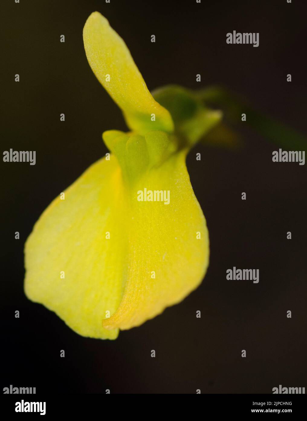 Utricularia prehensilis Stock Photo
