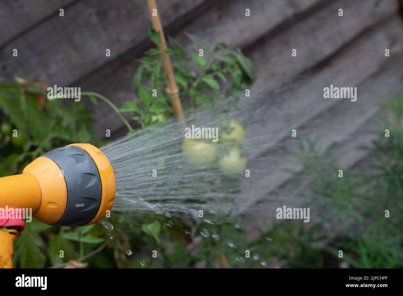 Slough, Berkshire, UK. 17th August, 2022. A gardener waters a tomato plant. Thames Water have today announced that a hose pipe ban is coming into force from Wednesday 24th August for its 15 million customers. Reservoir levels remain much lower than usual following the heatwave and ongoing drought. Credit: Maureen McLean/Alamy Live News Stock Photo
