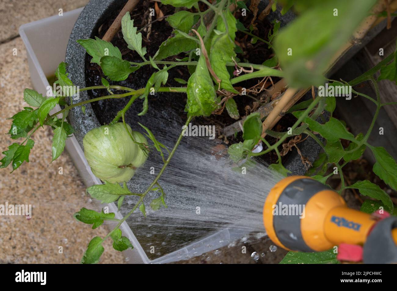 Slough, Berkshire, UK. 17th August, 2022. A gardener waters a tomato plant. Thames Water have today announced that a hose pipe ban is coming into force from Wednesday 24th August for its 15 million customers. Reservoir levels remain much lower than usual following the heatwave and ongoing drought. Credit: Maureen McLean/Alamy Live News Stock Photo