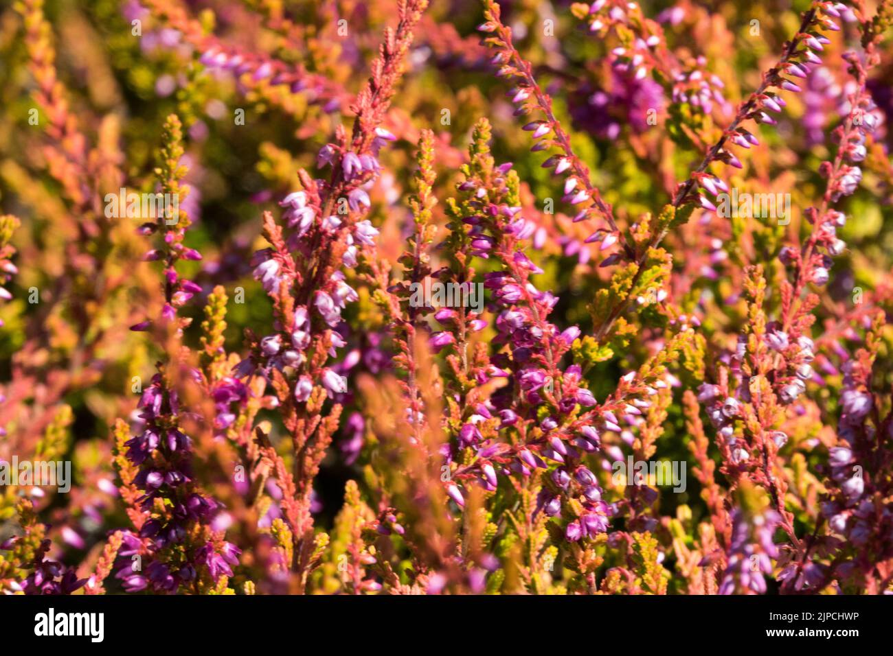 Blooming, Calluna vulgaris 'Wickwar Flame', Calluna heather, Flowering, Calluna 'Wickwar Flame' flower Stock Photo