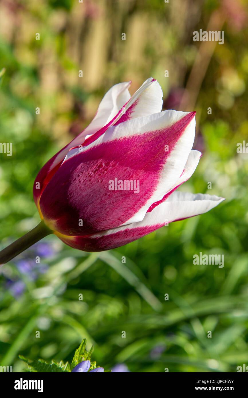 Garden with Tulip var. African King tulips tulipa flowering in a flower border in April May Spring springtime UK Stock Photo