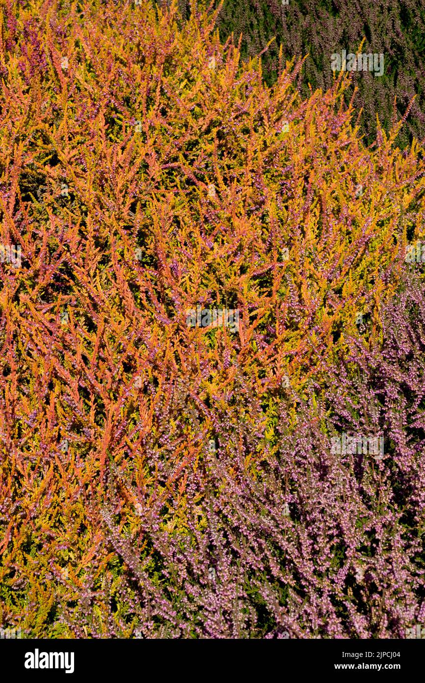 Blooming, Calluna vulgaris 'Wickwar Flame', Calluna heather, Flowering, Calluna 'Wickwar Flame' Stock Photo