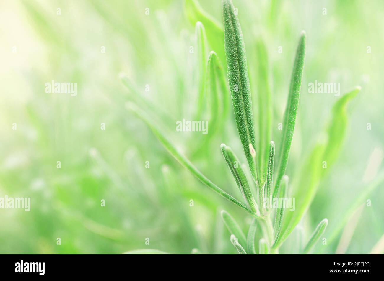 Thin lavender or rosemary leaves at the light green background Stock