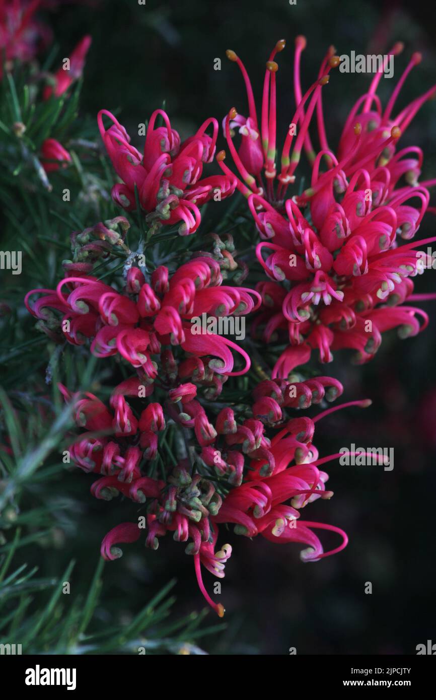 A vertical closeup of Grevillea juniperina flowers growing in a shrub Stock Photo