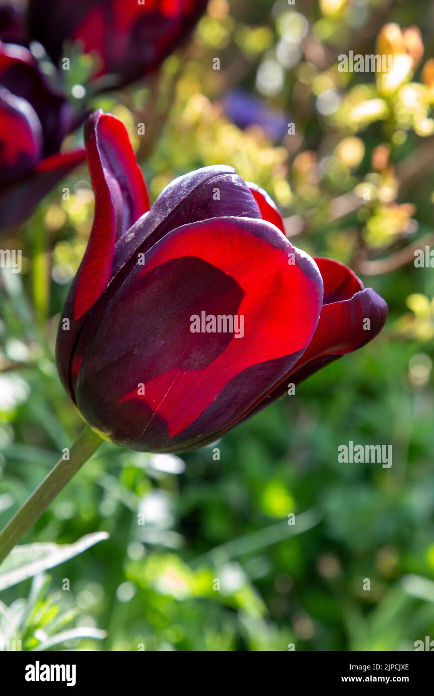 Garden with Jan Reus Tulip Tulips Tulipa flower flowers flowering in a garden border borders Spring springtime UK Stock Photo