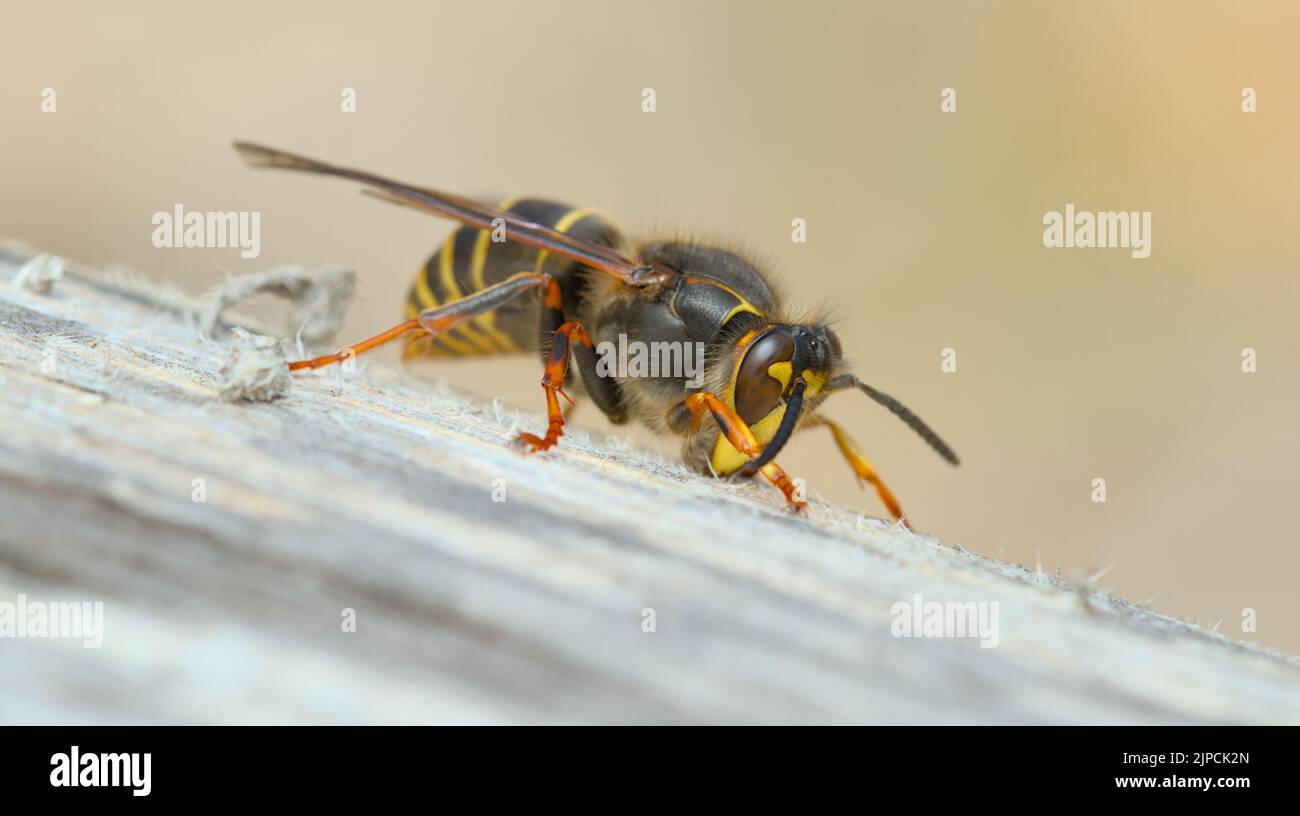 Worker Median Wasp, Dolichovespula media, Collecting Wood For ITs Nest By Scraping With Its Jaws, Blashford Lakes UK Stock Photo