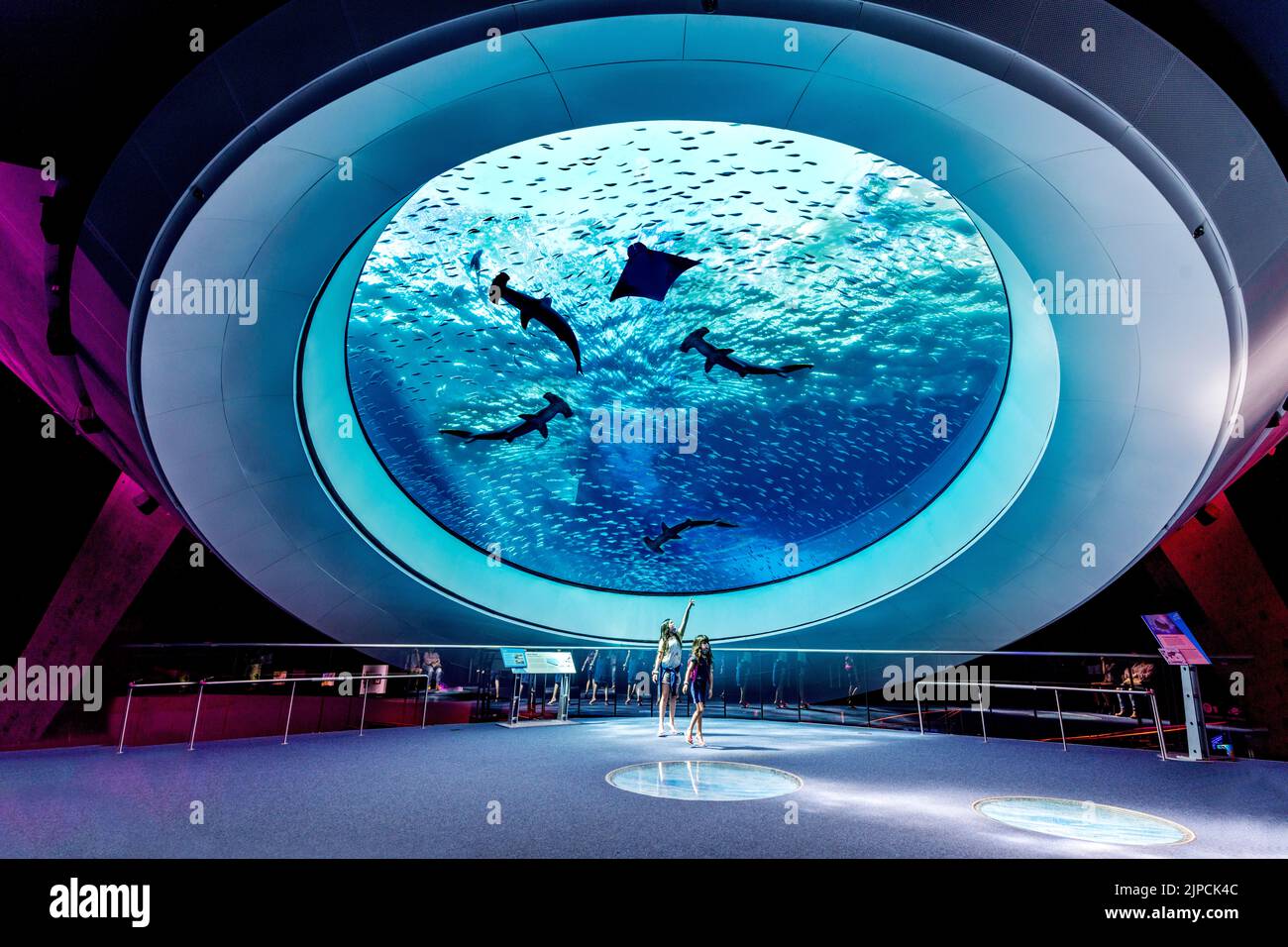 Oculus Fish Aquarium, Showing Hammer Sharks,Mantarays,turtles and tropical Fish Frost Science