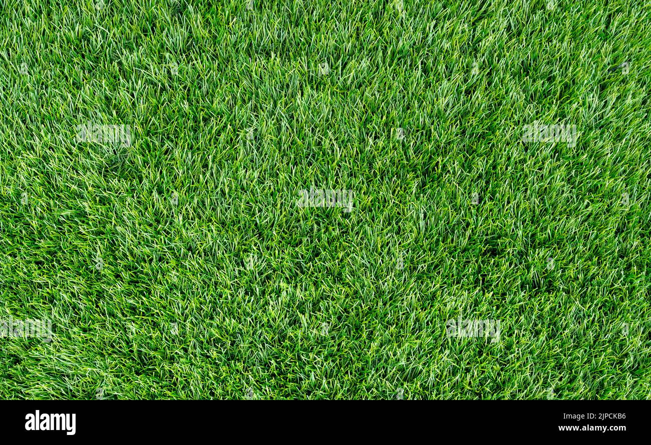 Top view of the short summer grass on a lawn as texture, background Stock Photo