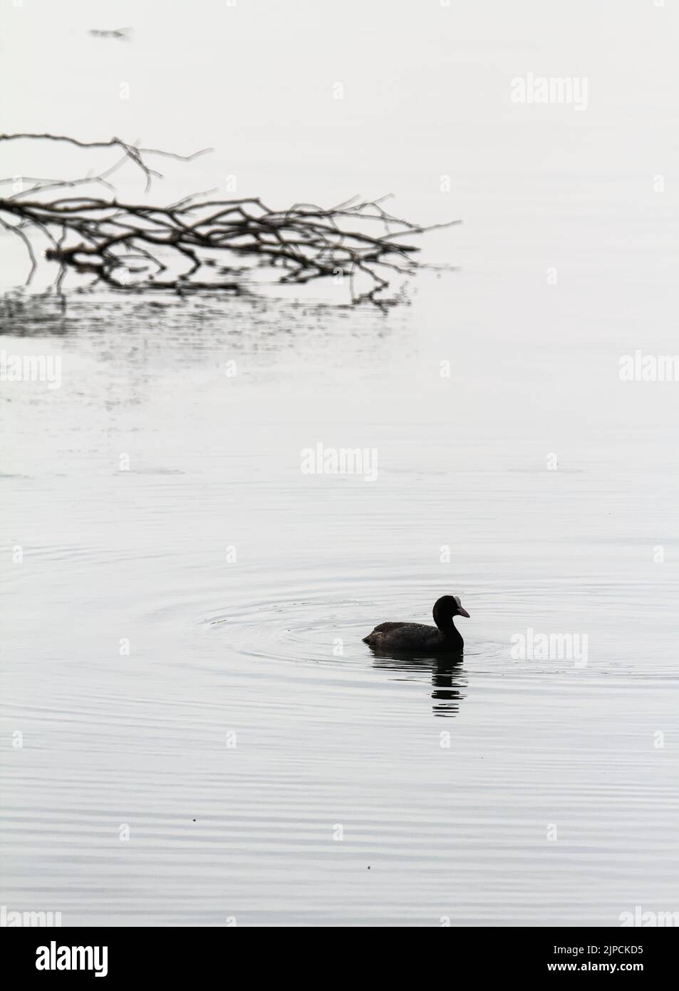 Single Coot Fulica atra Swimming In A Lake With A Fallen Bush In The Background, Blashford Lakes UK Stock Photo