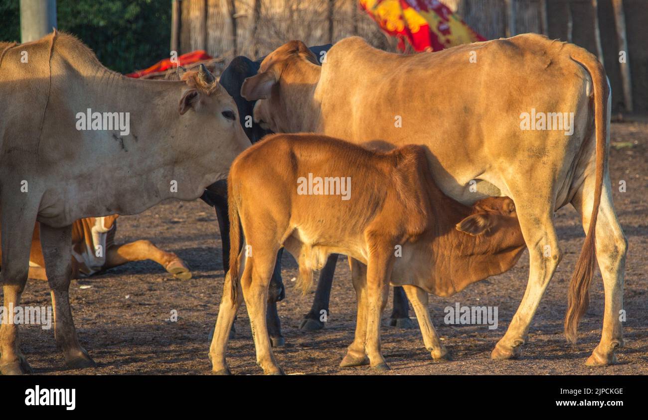 A cow feeding its calf in Masai village in Kenya Stock Photo Alamy