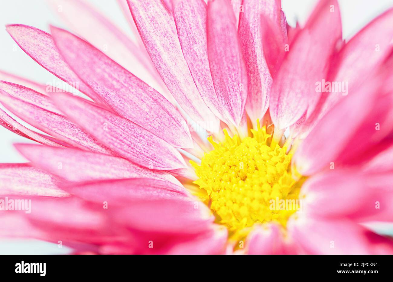 Chrysanthemum closeup view hi-res stock photography and images - Alamy
