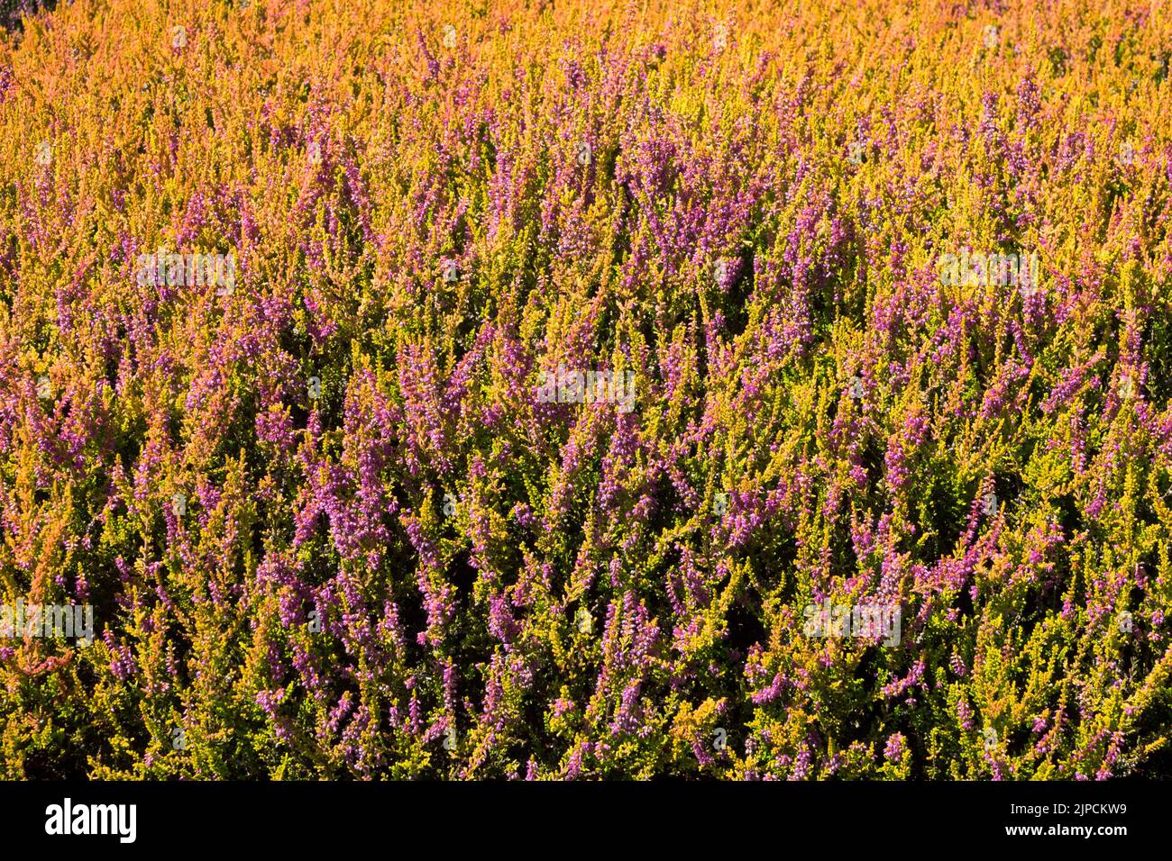 Flowering Callunas, Calluna vulgaris 'Firefly' Stock Photo