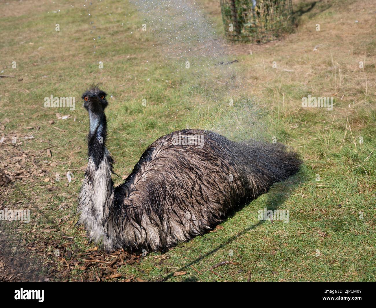 Emu at Cotswold Wildlife Park on the hottest day of the year in UK Stock Photo