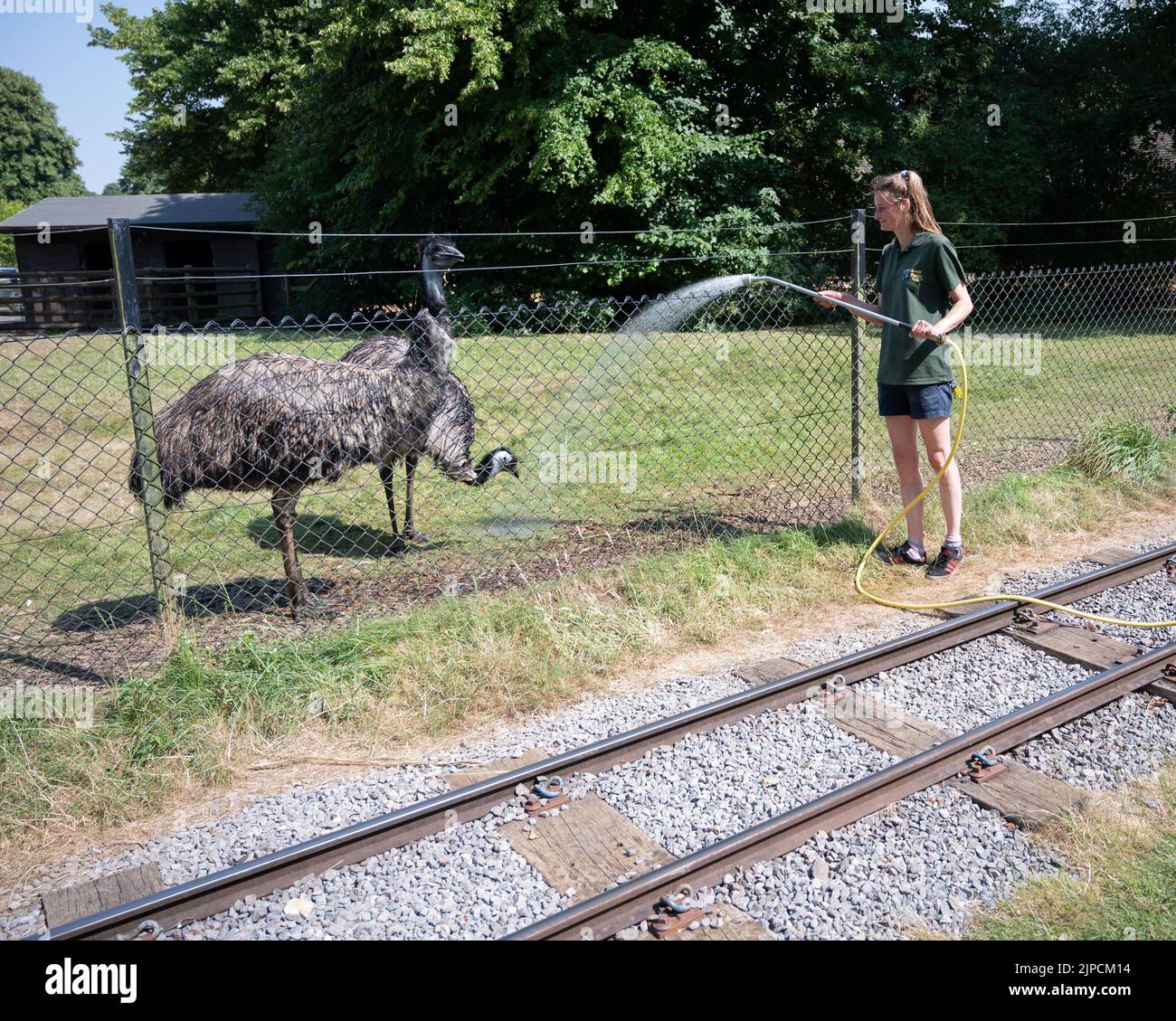 Hottest day ever at Cotswold Wildlife Park, Cotswolds, UK  Emus Monty and Margo get hosed down by Issy Wright, the keeper  19 July 2022 Stock Photo