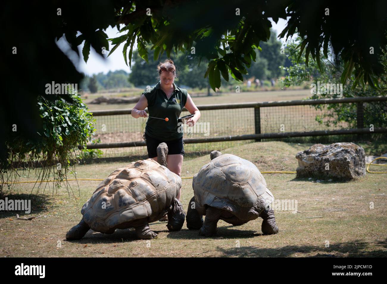 Giant tortoise being fed carrot at Cotswold Wildlife Park Stock Photo