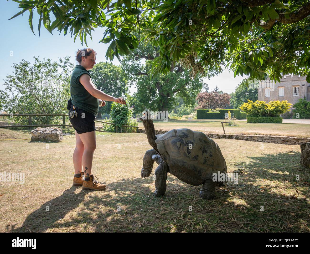 Giant tortoise being fed carrot at Cotswold Wildlife Park Stock Photo