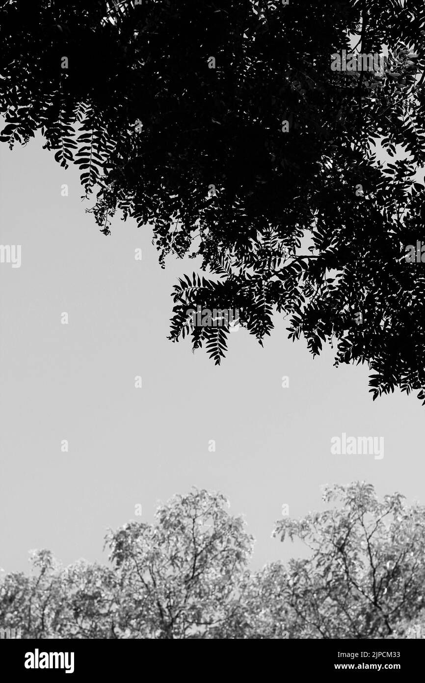 Leafy summer tree leaves and branches hanging against the clear skyline