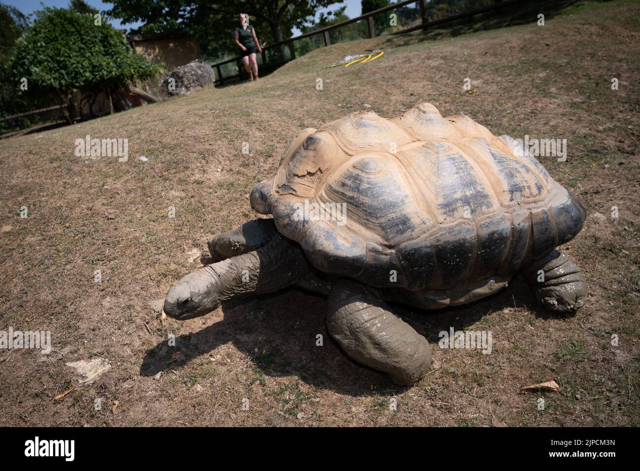 Giant tortoise being fed carrot at Cotswold Wildlife Park Stock Photo