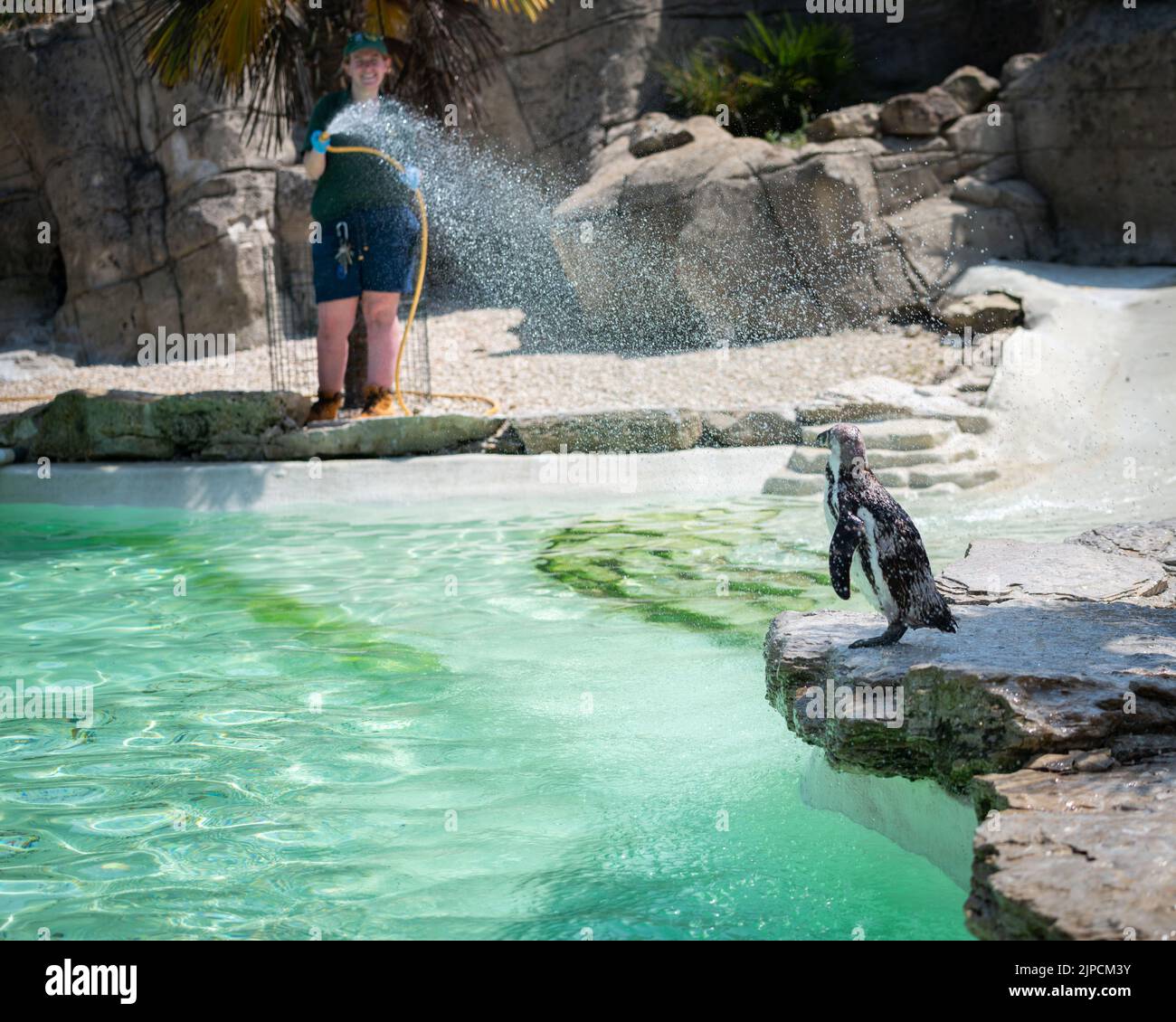 Penguins getting hosed down on the hottest day of the year Stock Photo