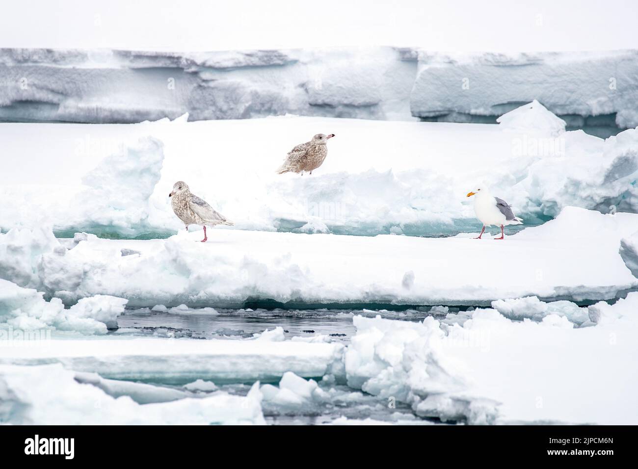 Adult and two juvenile glaucous gulls, larus hyperboreus,  on the ice floes of Svalbard, a Norwegian archipelago between mainland Norway and the North Stock Photo