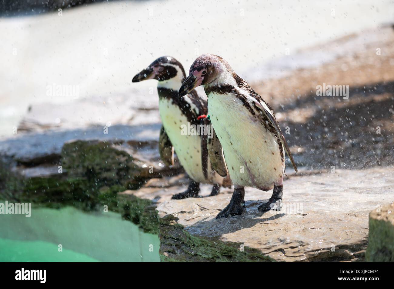 Penguins getting hosed down on the hottest day of the year Stock Photo