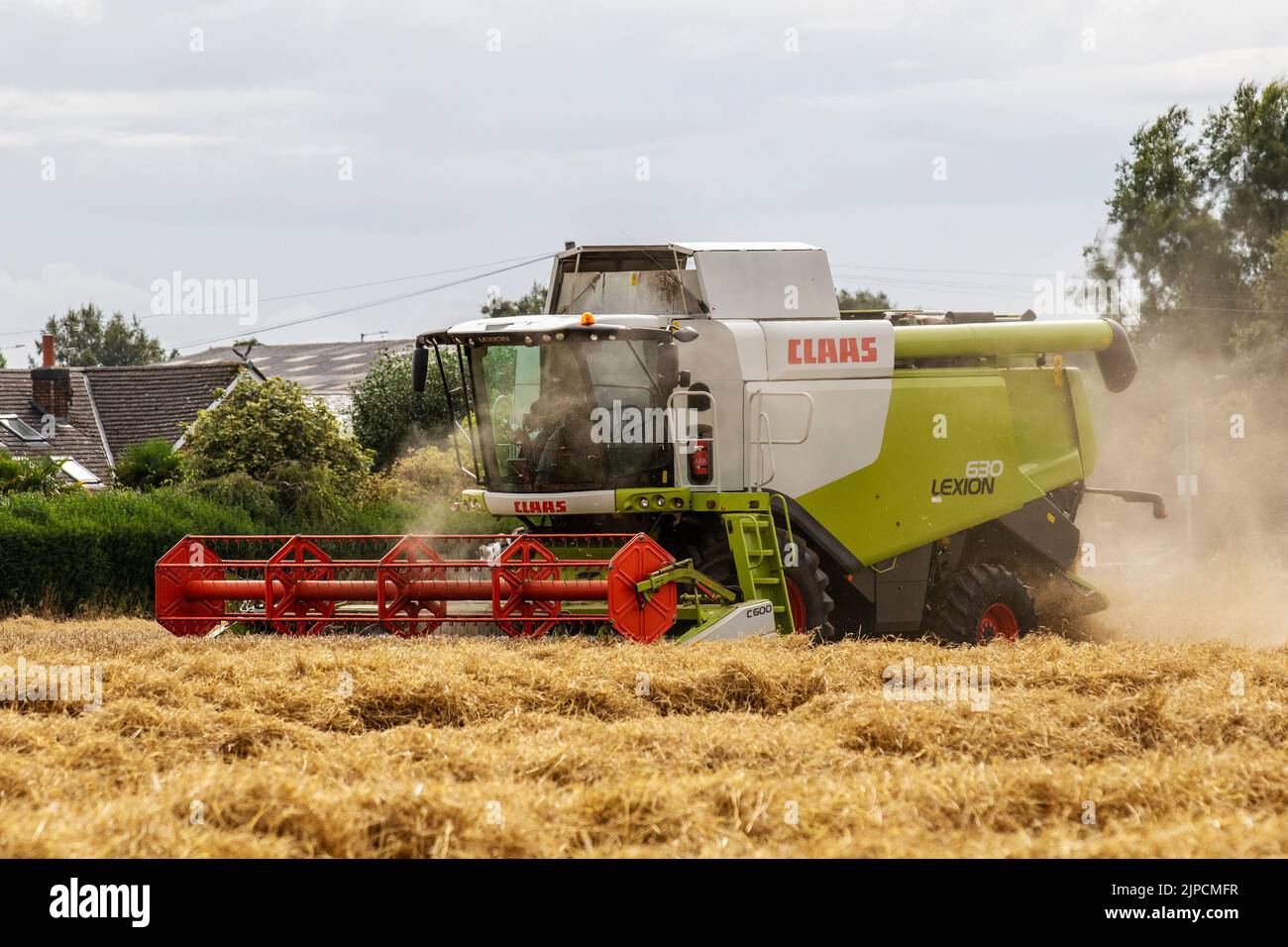 Claas Lexion 8900 The world's biggest harvester in Tarleton, Lancashire.  UK Weather. August 2022. Claus Combine Harvester contractor in demand in rural Lancashire as rain is forecast within the next 24 hours.  It takes around 2 months for barley to grow large enough to harvest and have the largest yield of grains. When the stalks turn completely golden yellow, the moisture levels in the barley are lower and they are easier to cut down.  There is an old adage when growing barley.  'When it looks ready to harvest - wait a month.' Stock Photo