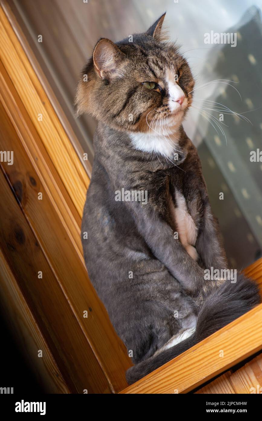 Domestic professionally groomed cat sits on a wooden windowsill Stock