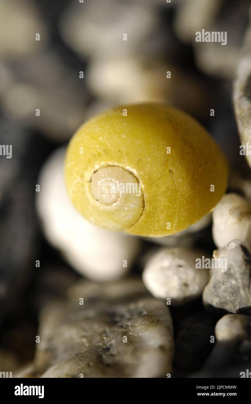 Close up seashells barnacles hi-res stock photography and images - Alamy