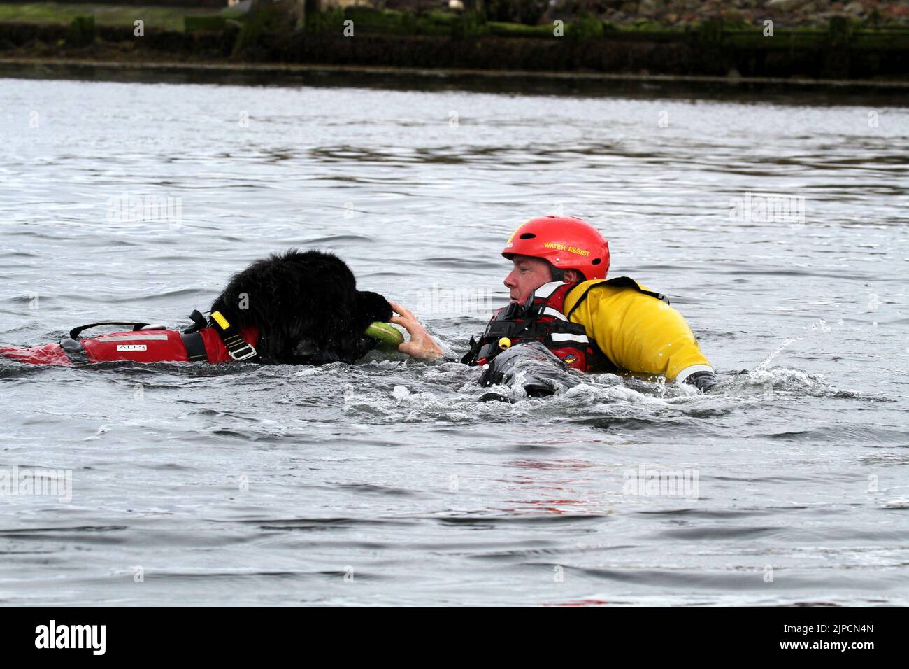 Girvan , Ayrshire, Scotland, UK .Newfoundland Dog Finn shows his life