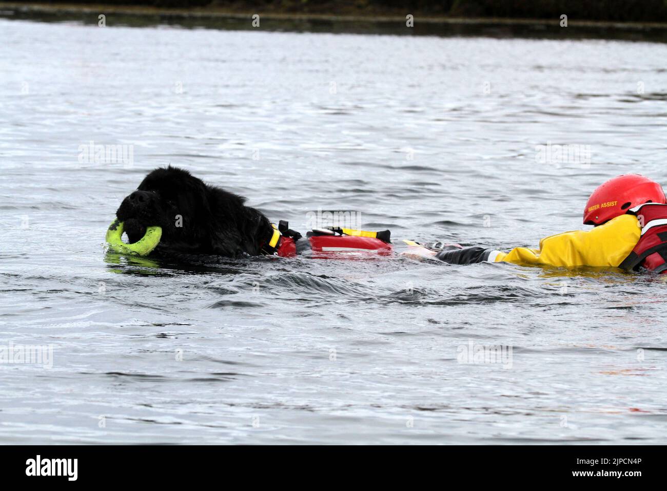 Girvan , Ayrshire, Scotland, UK .Newfoundland Dog Finn shows his life