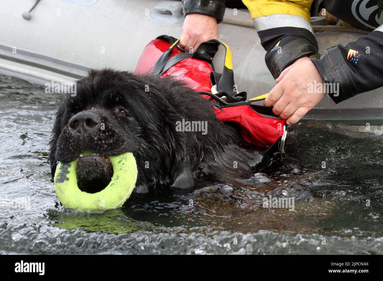 Girvan , Ayrshire, Scotland, UK .Newfoundland Dog Finn shows his life