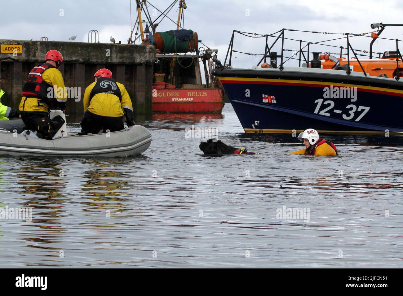 Girvan , Ayrshire, Scotland, UK .Newfoundland Dog Finn shows his life