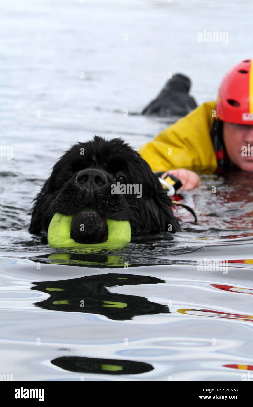 Girvan , Ayrshire, Scotland, UK .Newfoundland Dog Finn shows his life