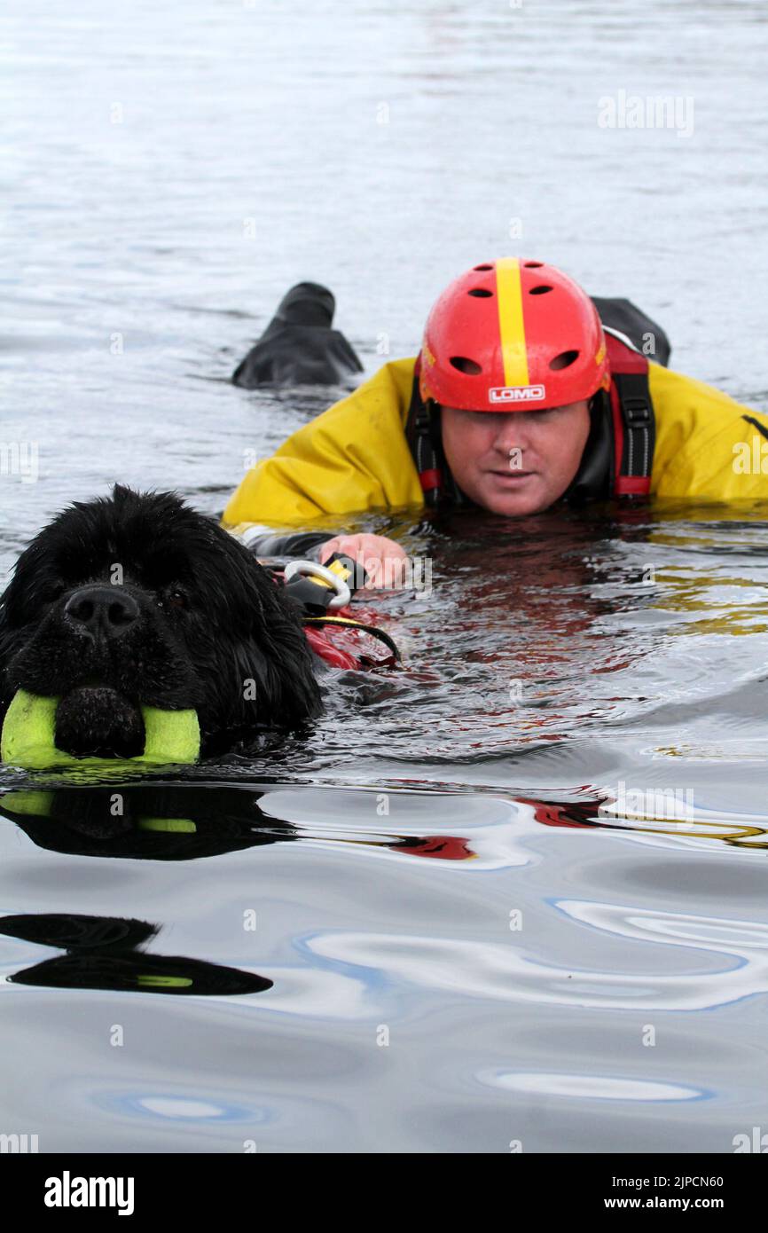 Girvan , Ayrshire, Scotland, UK .Newfoundland Dog Finn shows his life