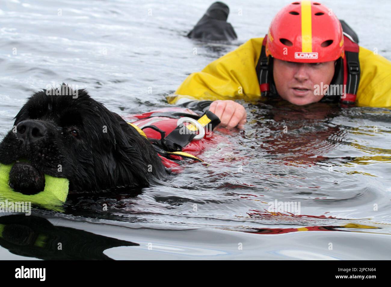 Girvan , Ayrshire, Scotland, UK .Newfoundland Dog Finn shows his life